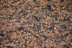 Calycopteris floribunda